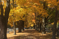Fall