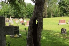 Malvern-apple-tree