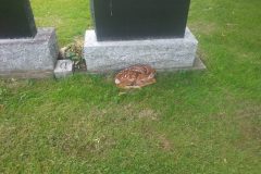 deer
